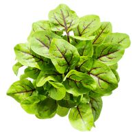 Red Veined Sorrel