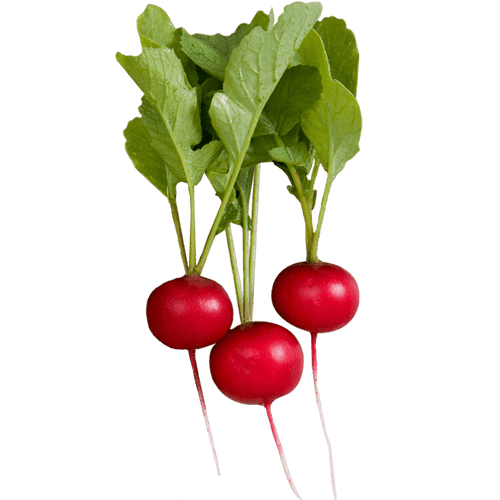 Radish Sora