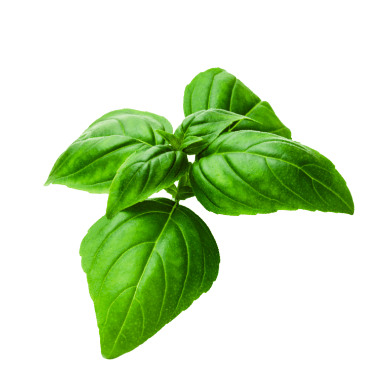 Basil Seeds for Indoor Herb Garden Rise Gardens