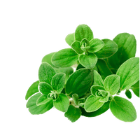 Sweet Marjoram