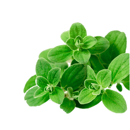 Sweet Marjoram