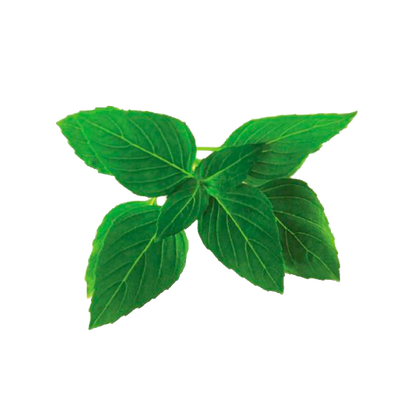 Sweet Thai Basil