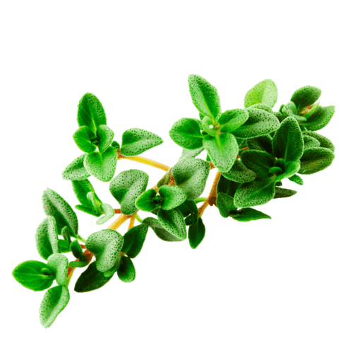 Summer Thyme