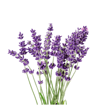 Vicenza Blue Apex Lavender
