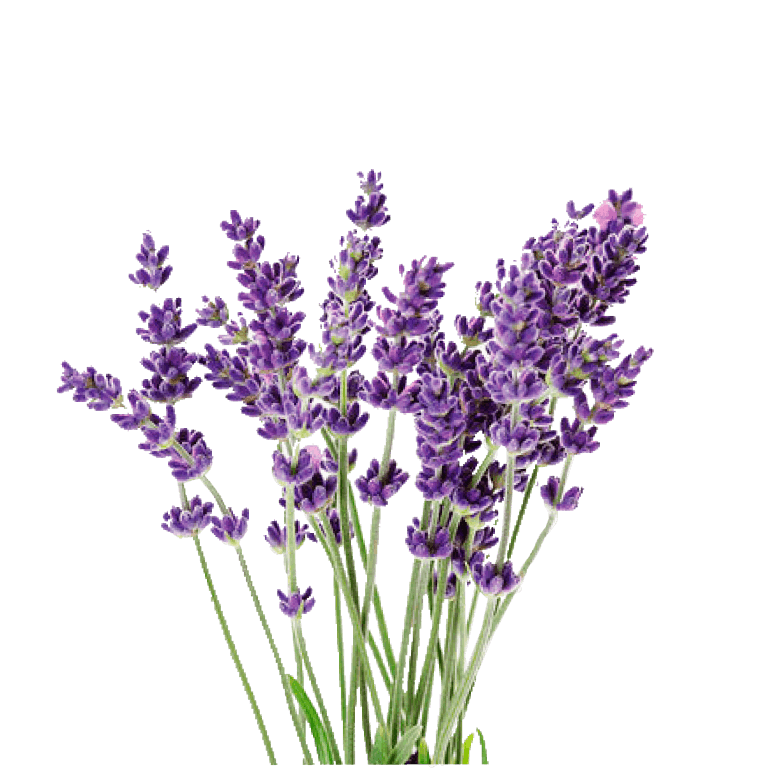 robertas lavender plants Vicenza Blue Apex Lavender Seed Pod 4-Pack for Rise Garden