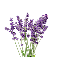 Vicenza Blue Apex Lavender