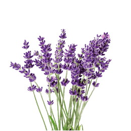 Vicenza Blue Apex Lavender