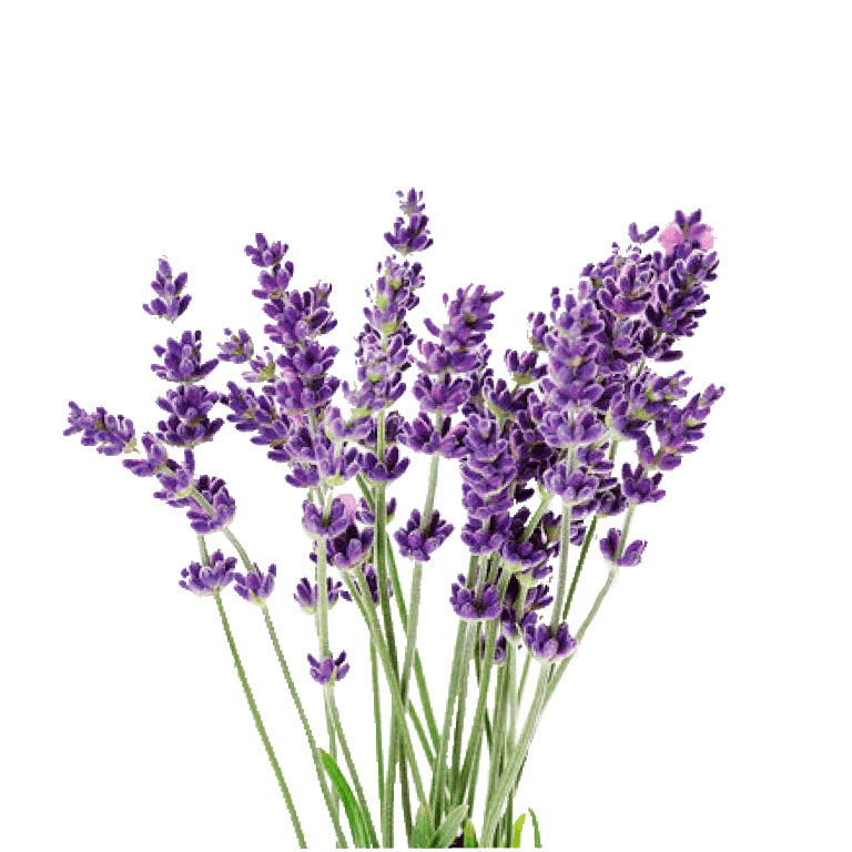 https://risegardens.com/cdn/shop/products/VicenzaBlueApeXLavender_1500x1500.png?v=1652568193