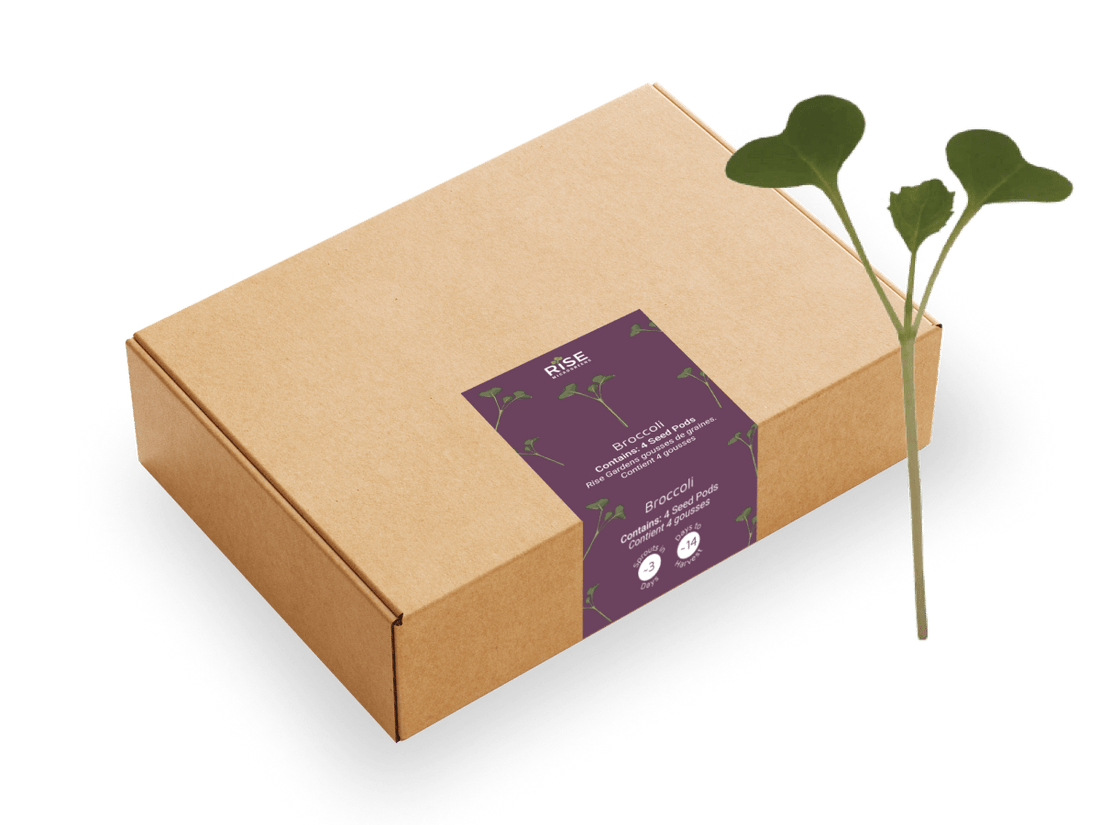 Broccoli Classic Microgreens