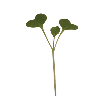 Broccoli Classic Microgreens