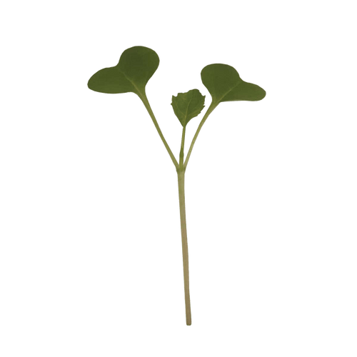 Broccoli Classic Microgreens