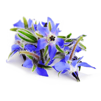 Butterfly Friend Borage