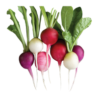 hydroponic radish