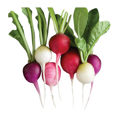 hydroponic radish