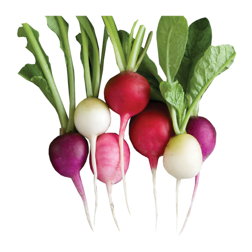 hydroponic radish