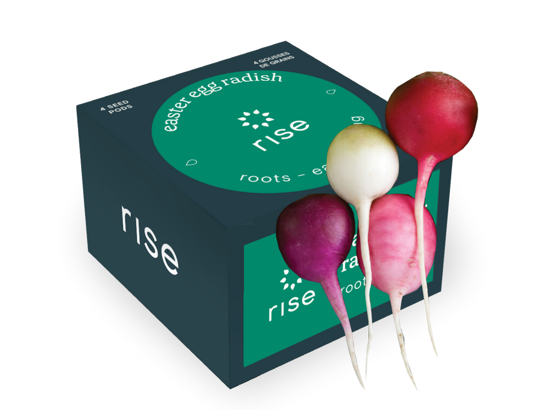 4 pack radish hydroponic seedpods