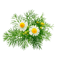 German Chamomile