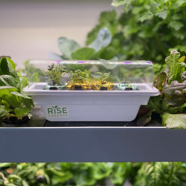 hydroponic plant nursery Indoor Hydroponic Garden Systems for Fresh Produce