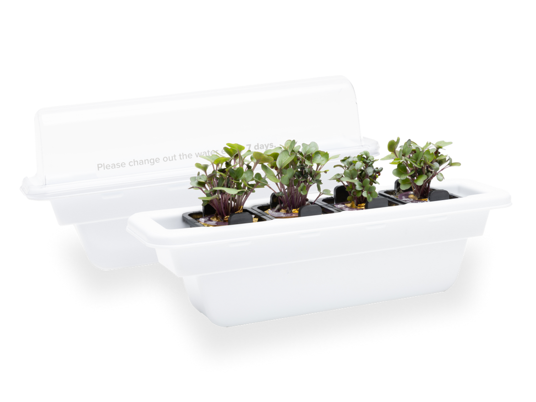 hydroponic plant nursery Rise Gardens Nursery