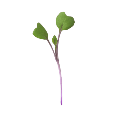 Kohlrabi Purple Microgreens