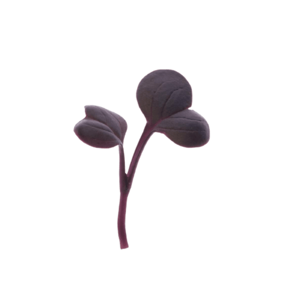 Radish Red Rambo Microgreens | Hydroponic Indoor Gardens