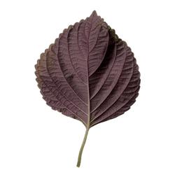 Red Shiso