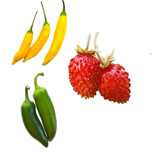 hydroponic strawberry and pepper