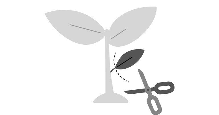 prune stage