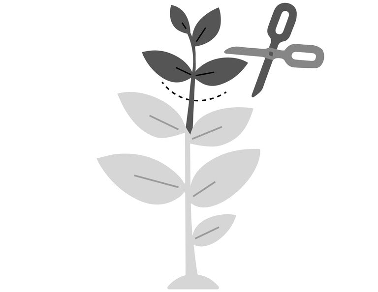 prune stage