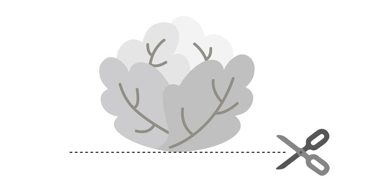 harvest stage