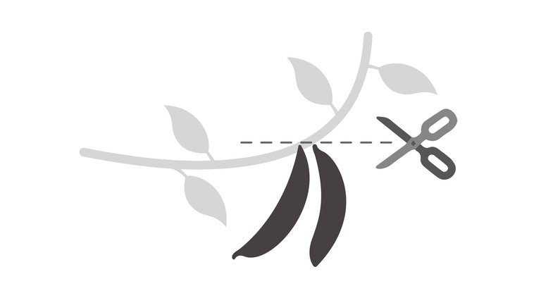 harvest stage